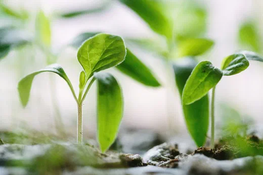 Close-up of young green seedlings sprouting from soil